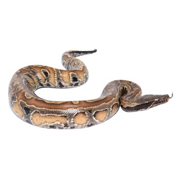 Red Blood Python